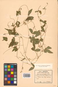 Glycine max subsp. soja (Siebold & Zucc.) H.Ohashi, Siberia, Russian Far East (S6) (Russia)