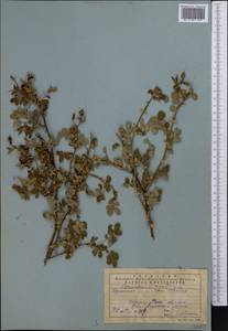 Rosa beggeriana Schrenk, Middle Asia, Western Tian Shan & Karatau (M3) (Kazakhstan)