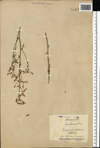 Campanula sibirica L., Eastern Europe, North Ukrainian region (E11) (Ukraine)