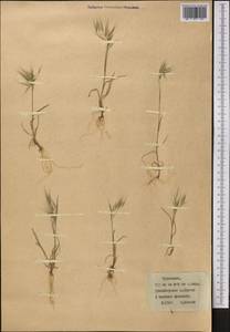Bromus, Middle Asia, Karakum (M6) (Turkmenistan)