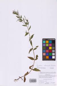 Epilobium ciliatum subsp. ciliatum, Eastern Europe, Moscow region (E4a) (Russia)