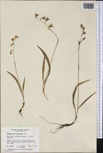 Anticlea occidentalis (A.Gray) Zomlefer & Judd, America (AMER) (Canada)