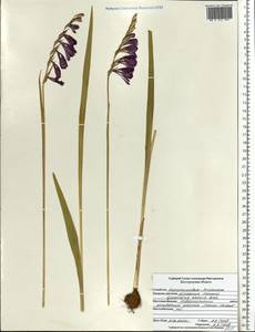 Gladiolus tenuis M.Bieb., Eastern Europe, Central forest-and-steppe region (E6) (Russia)