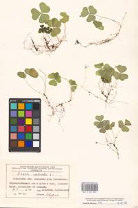 Oxalis acetosella L., Eastern Europe, Moscow region (E4a) (Russia)