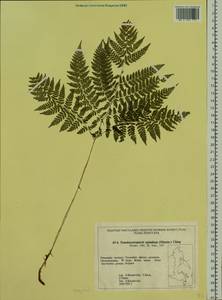 Athyrium spinulosum (Maxim.) Milde, Siberia, Russian Far East (S6) (Russia)