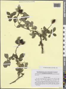 Rosa canina L., Caucasus, Azerbaijan (K6) (Azerbaijan)