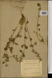 Marrubium astracanicum Jacq., Caucasus, Azerbaijan (K6) (Azerbaijan)