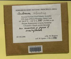 Andreaea alpestris (Thed.) Schimp., Bryophytes, Bryophytes - Russian Far East (excl. Chukotka & Kamchatka) (B20) (Russia)
