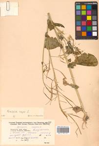 Brassica rapa L., Siberia, Russian Far East (S6) (Russia)