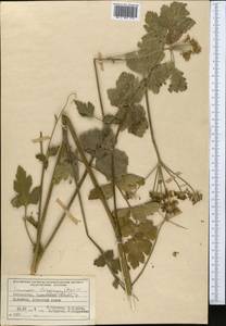 Semenovia dasycarpa (Regel & Schmalh.) Korovin ex Pimenov & V. N. Tikhom., Middle Asia, Western Tian Shan & Karatau (M3) (Uzbekistan)