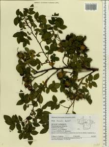 Rosa dumalis Bechst., Eastern Europe, Central region (E4) (Russia)