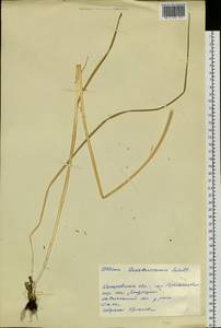 Allium ledebourianum Schult. & Schult.f., Siberia, Altai & Sayany Mountains (S2) (Russia)
