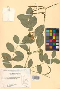 Lathyrus davidii Hance, Siberia, Russian Far East (S6) (Russia)