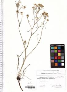 Lepidium coronopifolium Fisch., Eastern Europe, Middle Volga region (E8) (Russia)
