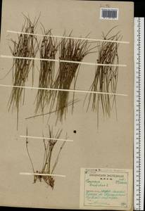 Oreojuncus trifidus (L.) Záv. Drábk. & Kirschner, Eastern Europe, Northern region (E1) (Russia)