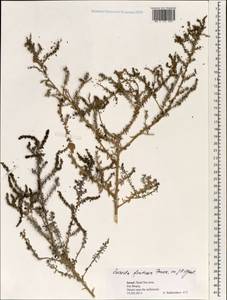 Suaeda fruticosa (L.) Forssk., South Asia, South Asia (Asia outside ex-Soviet states and Mongolia) (ASIA) (Israel)