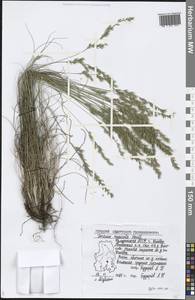 Festuca rupicola Heuff., Eastern Europe, Volga-Kama region (E7) (Russia)