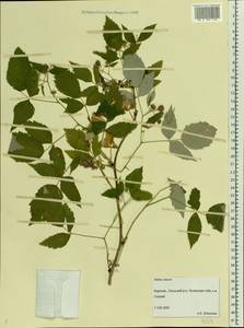 Rubus idaeus L., Eastern Europe, Northern region (E1) (Russia)