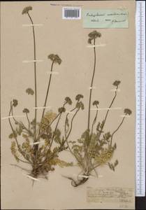 Lomatocarpa albomarginata (Schrenk) Pimenov & Lavrova, Middle Asia, Northern & Central Tian Shan (M4) (Kazakhstan)