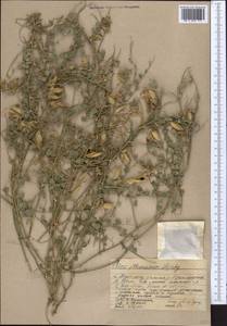 Cicer flexuosum Lipsky, Middle Asia, Western Tian Shan & Karatau (M3) (Kazakhstan)