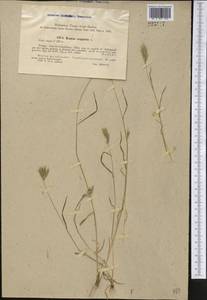 Bromus scoparius L., Middle Asia, Pamir & Pamiro-Alai (M2) (Uzbekistan)