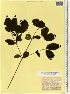 Pyrostria bibracteata (Baker) Cavaco, Africa (AFR) (Seychelles)