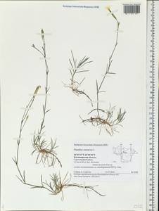 Dianthus arenarius, Eastern Europe, Central region (E4) (Russia)