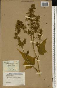 Chenopodiastrum hybridum (L.) S. Fuentes, Uotila & Borsch, Eastern Europe, South Ukrainian region (E12) (Ukraine)