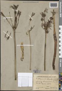 Ungernia sewerzowii (Regel) B.Fedtsch., Middle Asia, Western Tian Shan & Karatau (M3) (Kyrgyzstan)