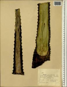 Aloe, Africa (AFR) (Ethiopia)