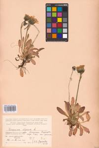 Hieracium alpinum L., Eastern Europe, Northern region (E1) (Russia)