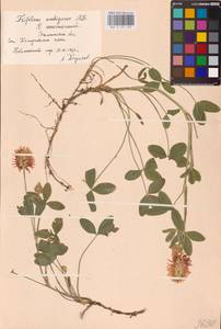 Trifolium ambiguum M.Bieb., Eastern Europe, South Ukrainian region (E12) (Ukraine)