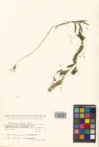 Lathyrus palustris subsp. palustris, Siberia, Russian Far East (S6) (Russia)