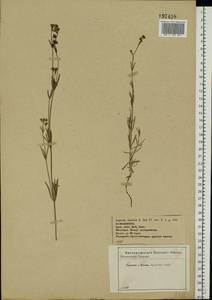 Cynanchica tinctoria (L.) Fourr., Eastern Europe, Central forest-and-steppe region (E6) (Russia)