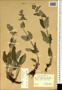 Stachys germanica L., Crimea (KRYM) (Russia)