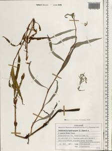 Persicaria hydropiper (L.) Spach, Eastern Europe, Lower Volga region (E9) (Russia)