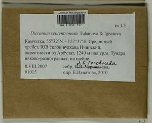 Dicranum septentrionale Tubanova & Ignatova, Bryophytes, Bryophytes - Chukotka & Kamchatka (B21) (Russia)