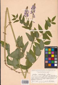 Galega orientalis Lam., Eastern Europe, Moscow region (E4a) (Russia)