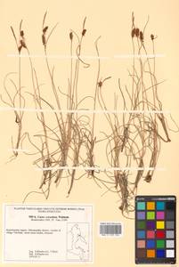 Carex rotundata Wahlenb., Siberia, Chukotka & Kamchatka (S7) (Russia)