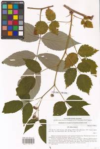 Rubus idaeus L., Eastern Europe, West Ukrainian region (E13) (Ukraine)