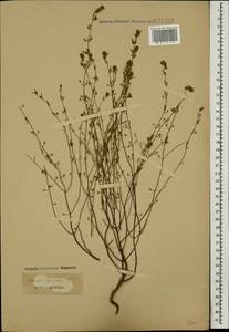 Satureja hortensis L., Caucasus (no precise locality) (K0)