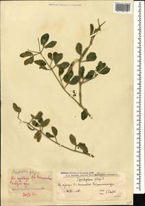 Zygophyllum fabago L., Caucasus, Stavropol Krai, Karachay-Cherkessia & Kabardino-Balkaria (K1b) (Russia)