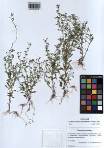 Chaenorhinum minus, Siberia, Altai & Sayany Mountains (S2) (Russia)