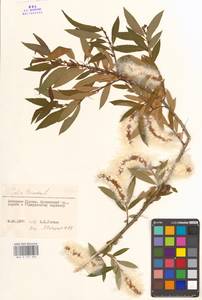 Salix triandra L., Caucasus, Georgia (K4) (Georgia)