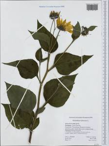 Helianthus tuberosus L., Western Europe (EUR) (Germany)