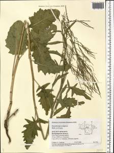 Sisymbrium volgense M. Bieb. ex E. Fourn., Eastern Europe, Central region (E4) (Russia)