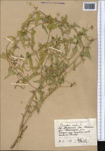 Cynanchum acutum L., Middle Asia, Caspian Ustyurt & Northern Aralia (M8) (Kazakhstan)