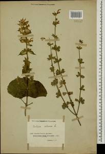 Salvia sclarea L., Caucasus, Georgia (K4) (Georgia)