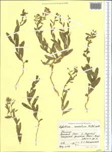 Lepidium cordatum Willd. ex DC., Middle Asia, Pamir & Pamiro-Alai (M2) (Tajikistan)