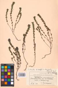 MHA 0 161 771, Euphrasia stricta J.P.Wolff ex J.F.Lehm., Eastern Europe, North-Western region (E2) (Russia)